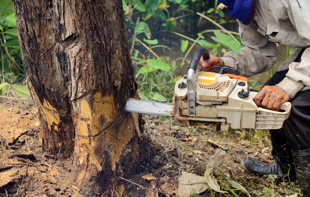 How Can I Save Money on Tree Removal?